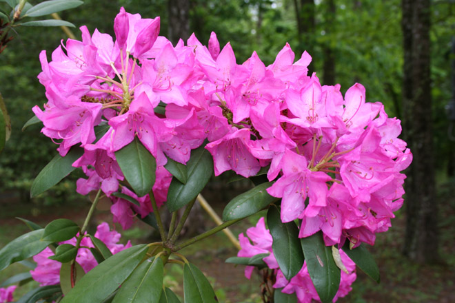 rhododendron flower festival north alabama