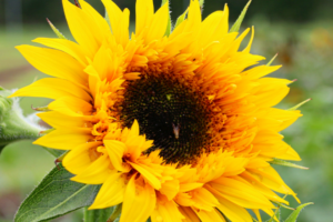 Sunflower by Patty Tucker