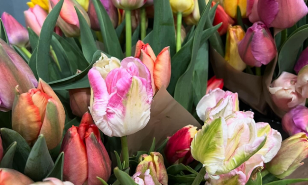 Bask in the Beauty of Tulip Season at Moonflower Farms
