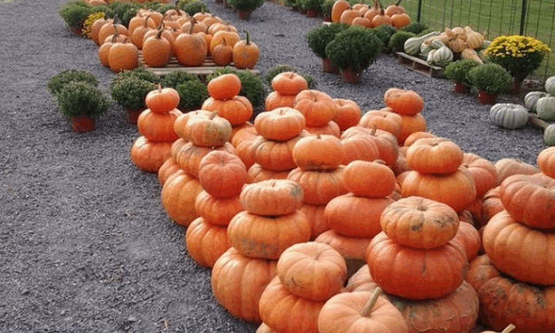 Celebrate the Season: Fall Adventures in DeKalb County