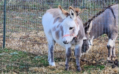 Terrel Farm & Events