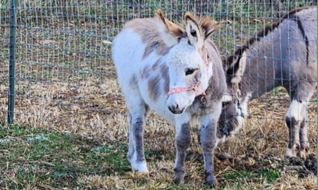 Terrel Farm & Events