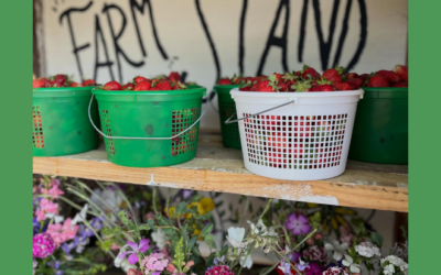 Town Creek Farm Stand