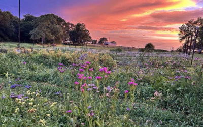 Windy Knoll Flower Farm