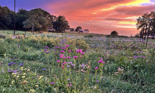 Windy Knoll Flower Farm